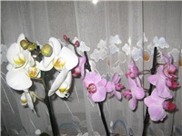 c5e27e4b-Picture 001.jpg
